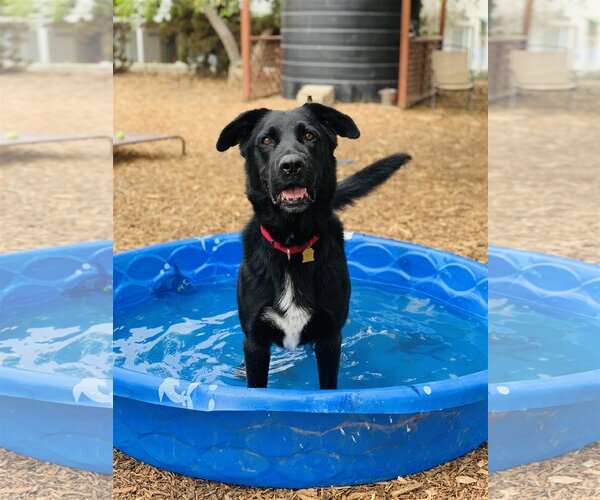 Medium Photo #4 Labrador Retriever-Unknown Mix Puppy For Sale in Seal Beach, CA, USA