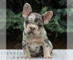 Small #1 French Bulldog