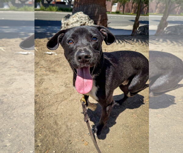 Medium Photo #3 Labrador Retriever-Unknown Mix Puppy For Sale in San Diego, CA, USA