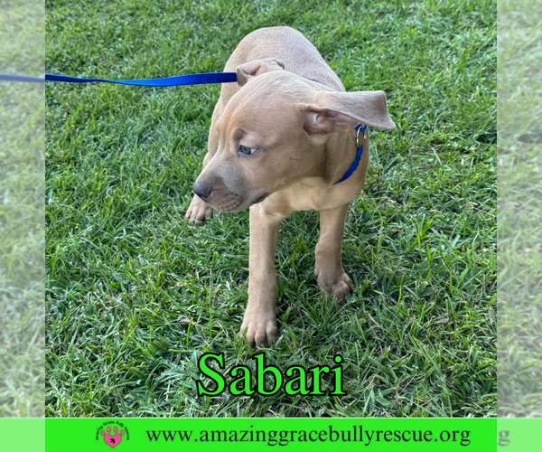 Medium Photo #6 Bulldog-Labrador Retriever Mix Puppy For Sale in Pensacola, FL, USA