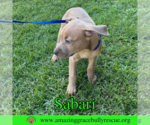 Small #5 Bulldog-Labrador Retriever Mix