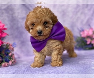 Cavapoo Puppy for sale in LANCASTER, PA, USA