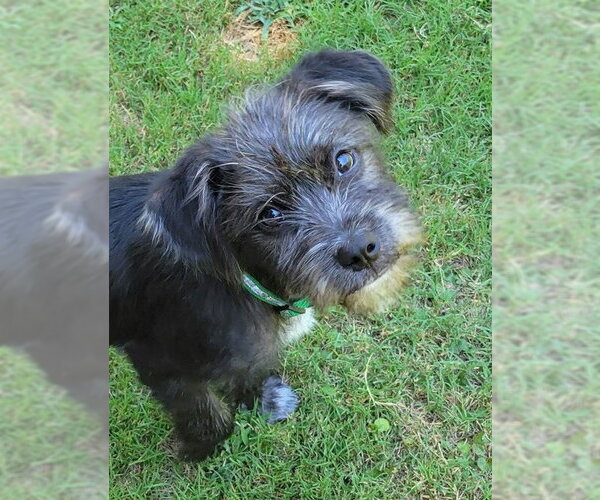 Medium Photo #2 Mutt Puppy For Sale in Boston, MA, USA