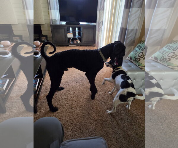 Medium Photo #5 Poodle (Standard)-Unknown Mix Puppy For Sale in San Diego, CA, USA