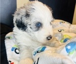 Small #17 Sheepadoodle