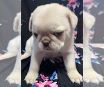 Small #3 Pug