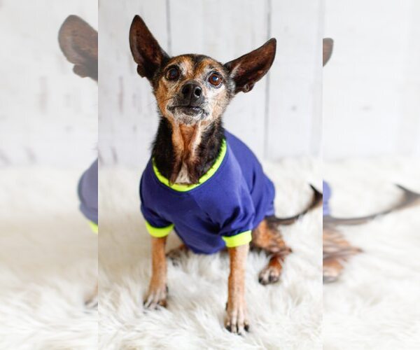 Medium Photo #3 Chihuahua-Unknown Mix Puppy For Sale in Greenville, SC, USA