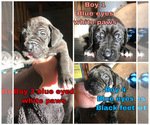 Small Photo #8 Great Dane Puppy For Sale in PINNACLE, NC, USA
