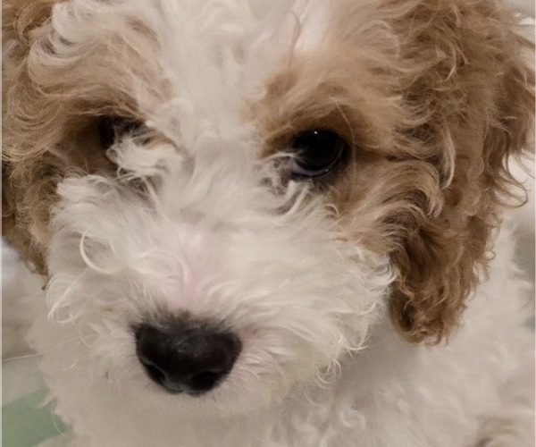 Medium Photo #1 Cavapoo Puppy For Sale in BATESVILLE, IN, USA