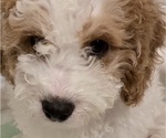 Puppy Browning Cavapoo