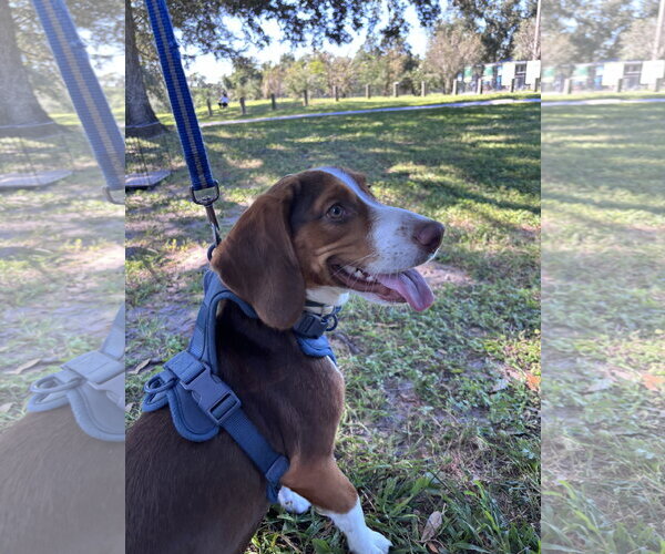 Medium Photo #2 Beagle Puppy For Sale in Tampa, FL, USA