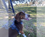 Small Photo #2 Beagle Puppy For Sale in Tampa, FL, USA