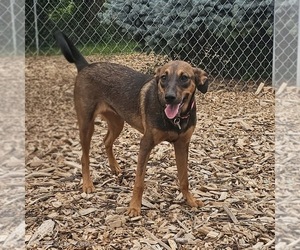 Mabel - Female Mutt Dog for Adoption - Photo #3