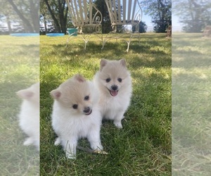 Pomeranian Puppy for sale in MOUNT VERNON, SD, USA