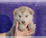 Small Alaskan Malamute