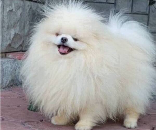 Medium Photo #1 Pomeranian Puppy For Sale in SUN VALLEY, CA, USA