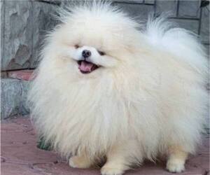 Mother of the Pomeranian puppies born on 06/20/2026