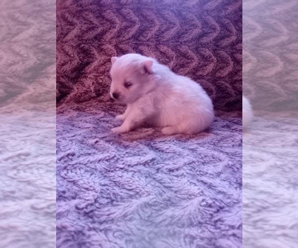 Medium Photo #18 Pomeranian Puppy For Sale in CORYDON, IN, USA