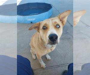 Labsky Dogs for adoption in Elk Grove, CA, USA