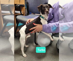Jack Russell Terrier-Whippet Mix Dogs for adoption in Richmond, IN, USA