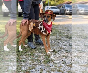 Mutt Dogs for adoption in Westwood, NJ, USA
