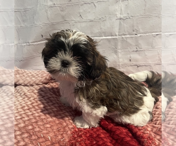 Medium Photo #4 Shih Tzu Puppy For Sale in ROSEVILLE, OH, USA