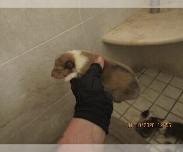 Medium Photo #4 Collie Puppy For Sale in HIGH POINT, NC, USA