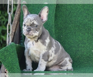 Havashu Puppy for sale in BOSTON, MA, USA