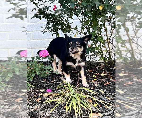 Medium Photo #2 Chihuahua Puppy For Sale in Conway, AR, USA