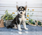 Puppy Pilot Pomsky
