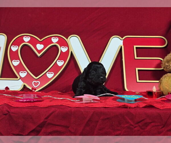 Medium Photo #4 Bernedoodle (Miniature) Puppy For Sale in BLACK FOREST, CO, USA