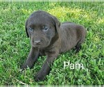 Small #6 Labrador Retriever