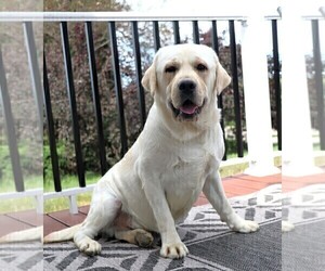 Father of the Labrador Retriever puppies born on 02/11/2025