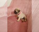 Small Photo #9 Pug Puppy For Sale in PHOENIX, AZ, USA