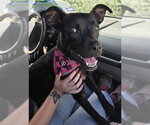 MOCHI - Female Mutt Dog for Adoption - Small photo