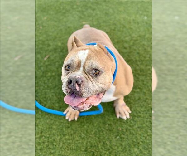 Medium Photo #1 Bulldog-Unknown Mix Puppy For Sale in Las Vegas, NV, USA