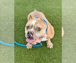 *MARCUS - Male Bulldog-Unknown Mix Dog for Adoption - Small photo