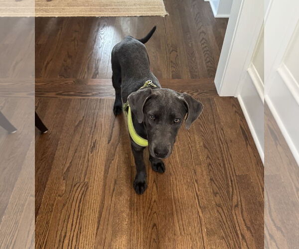 Medium Photo #2 Labrador Retriever-Unknown Mix Puppy For Sale in Wheaton, IL, USA