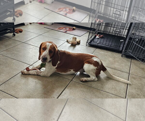 Medium Photo #4 Beagle Puppy For Sale in Tampa, FL, USA