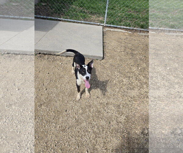 Medium Photo #1 Mutt Puppy For Sale in Maquoketa, IA, USA