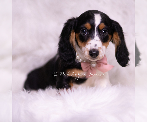 Medium Photo #104 Dachshund Puppy For Sale in WARSAW, IN, USA