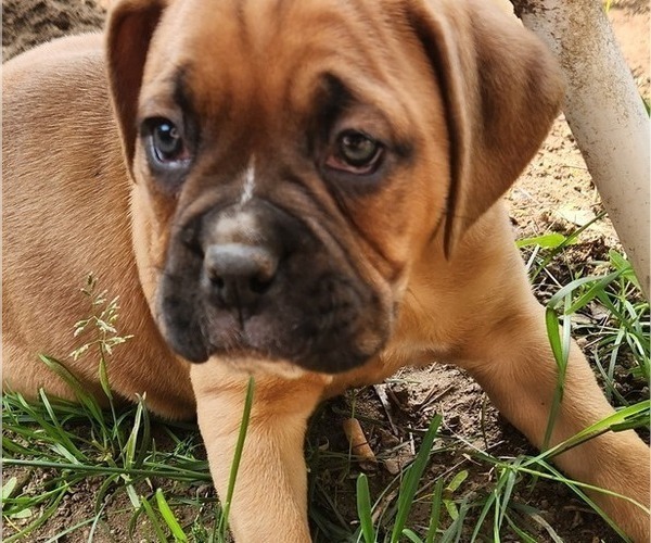 Medium Photo #5 Boxer Puppy For Sale in EAST LONGMEADOW, MA, USA