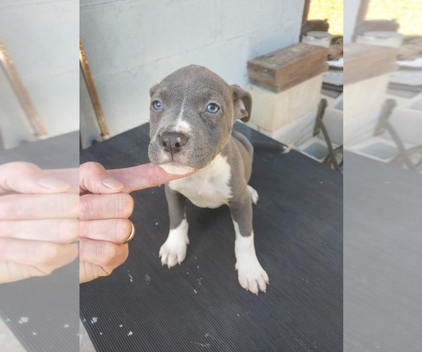 Medium Photo #2 American Pit Bull Terrier Puppy For Sale in LUDOWICI, GA, USA