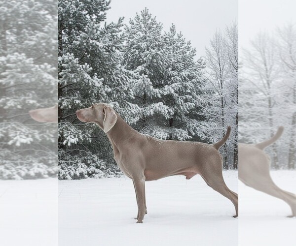 Medium Photo #1 Weimaraner Puppy For Sale in SAUK CENTRE, MN, USA
