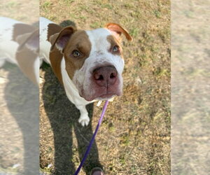 BO - Male American Bulldog Dog for Adoption - Photo #2