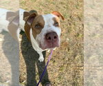 Small #1 American Bulldog