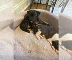 Small #1 American Staffordshire Terrier-Labrador Retriever Mix