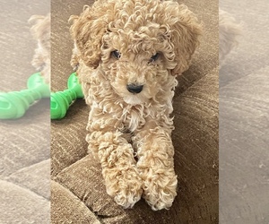 Poodle (Toy) Puppy for sale in LUTZ, FL, USA