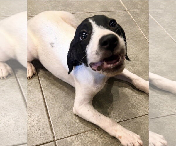 Medium Photo #3 Pointer Puppy For Sale in Southbury, CT, USA