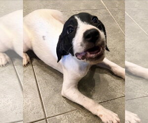 Shyanne ~ meet me! - Female Pointer Dog for Adoption - Photo #3